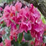 燐華（リンカ)先生